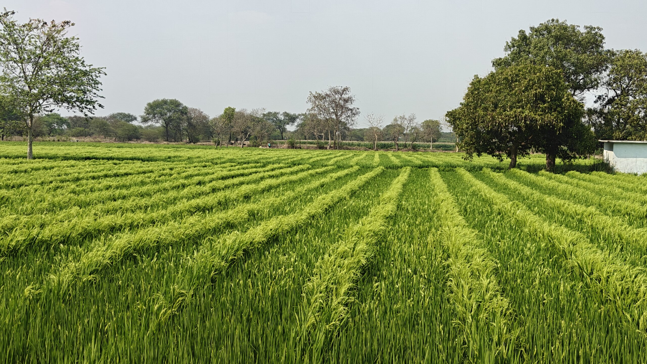 Hybrid Rice Seed Production Tips: Complete Guide for Higher Yield