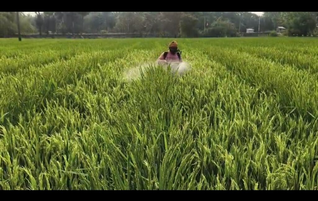 GA3 application in hybrid rice seed production