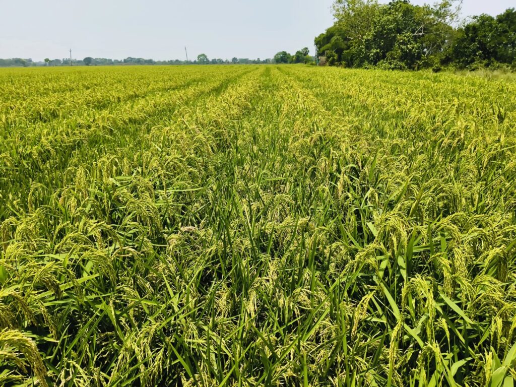 hybrid rice seed production field preparation