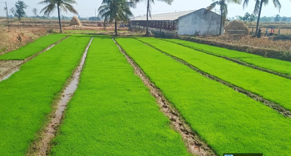 Hybrid rice nursery (AxR system) with healthy uniform seedlings and proper bed preparation.